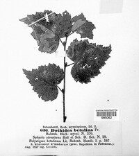 Atopospora betulina image